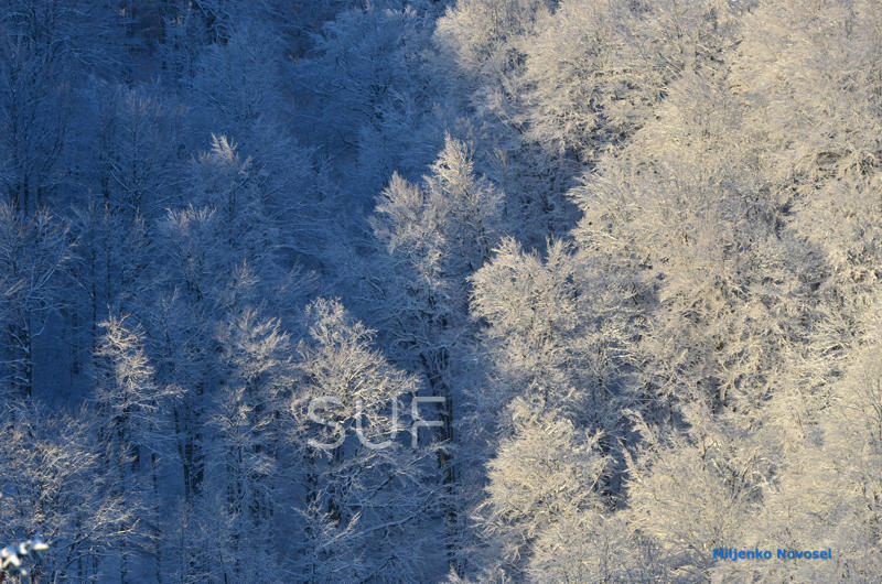 Miljenko Novosel: Plavo drveće